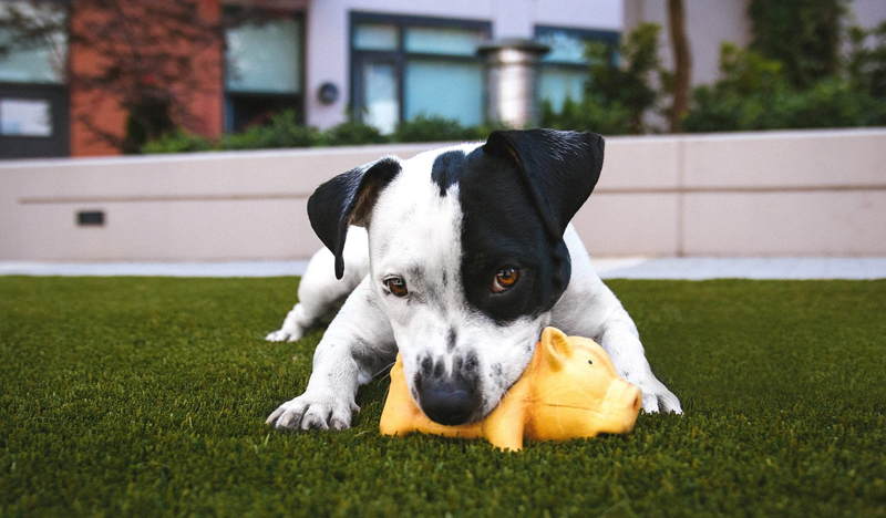grass direct product image